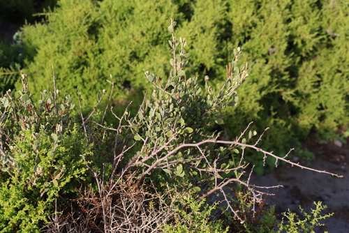 Image of Septulina glauca by (c) Tony Rebelo, some rights reserved (CC BY-SA)