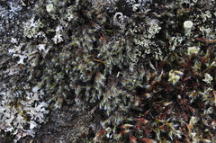 Racomitrium heterostichum