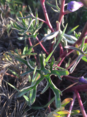Delphinium recurvatum