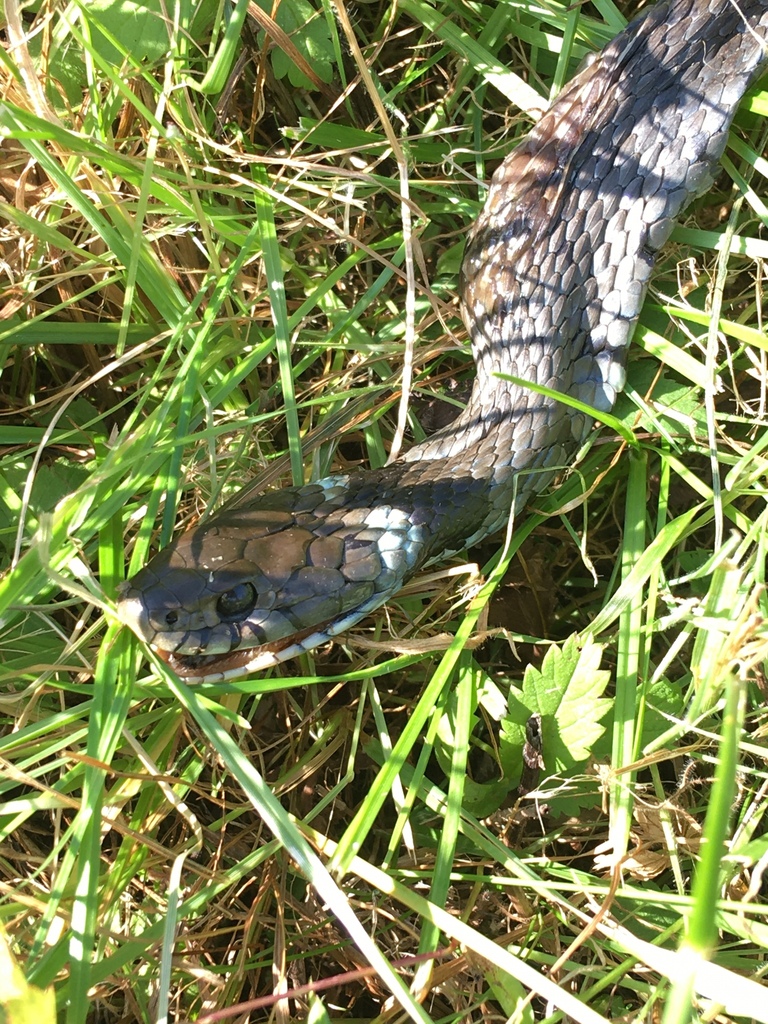 barred grass snake from Munsbach, Distrikt Luxemburg, LU on September ...