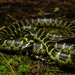 Big-tooth Snake - Photo (c) mamahunter, some rights reserved (CC BY-NC), uploaded by mamahunter