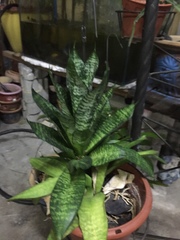 Aloe vera