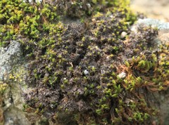 Scytinium lichenoides