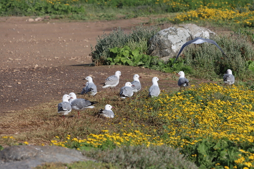 Hartlaub’s Gull｜哈特劳布鸥 参考照片