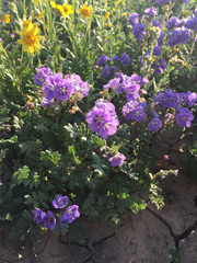 Phacelia ciliata