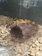 Eublepharis macularius