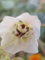 Chylismia claviformis