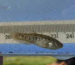 California Killifish photo 3