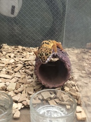 Eublepharis macularius