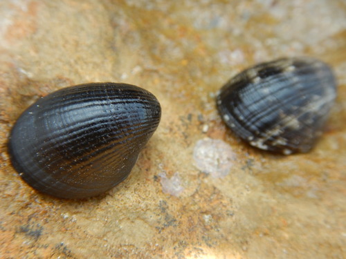 blotched nerite