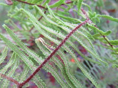Gleichenia ×punctulata