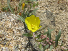 Camissoniopsis pallida