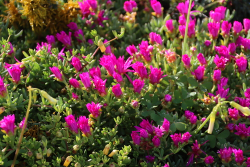 Spring Brightfig (Lampranthus vernalis)