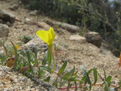 Camissoniopsis pallida