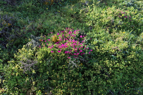 Image of Lampranthus vernalis by (c) Tony Rebelo, some rights reserved (CC BY-SA)