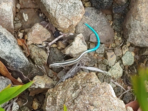 Puerto Rican Blue-tailed Groundlizard, Pholidoscelis wetmorei
