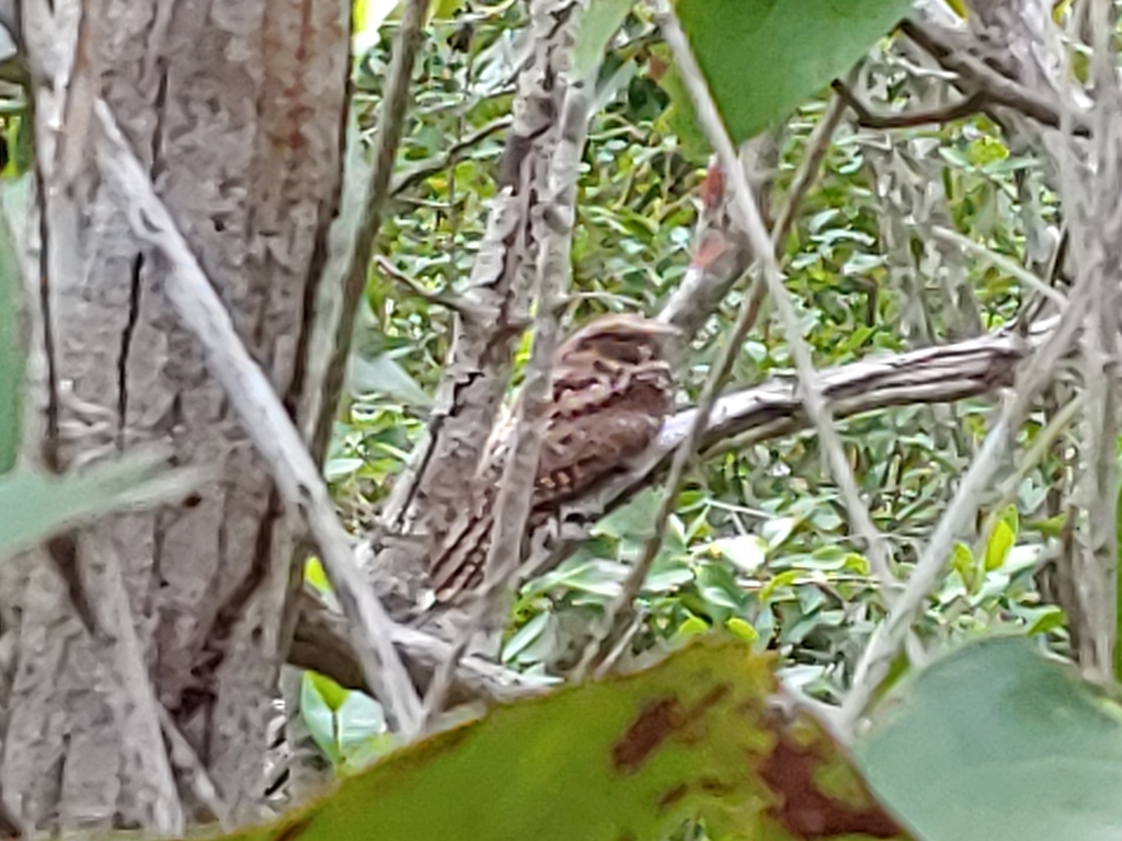 Puerto Rican Nightjar