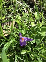Crocus sublimis