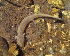 Pseudotriton ruber ruber