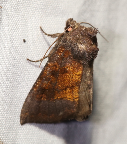 Aster Borer photo 5