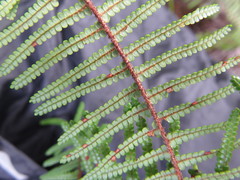 Gleichenia ×punctulata