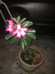 Adenium obesum