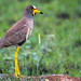 Wattled Lapwing - Photo (c) Arno Meintjes, some rights reserved (CC BY-NC)