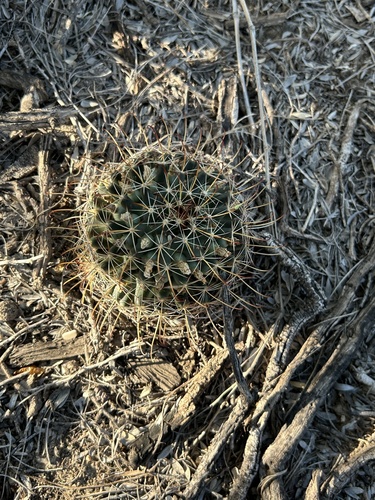 Counterclockwise nipple cactus (Cochemiea mainiae)