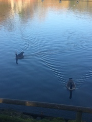 Anser anser × Branta canadensis