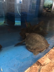 Carettochelys insculpta