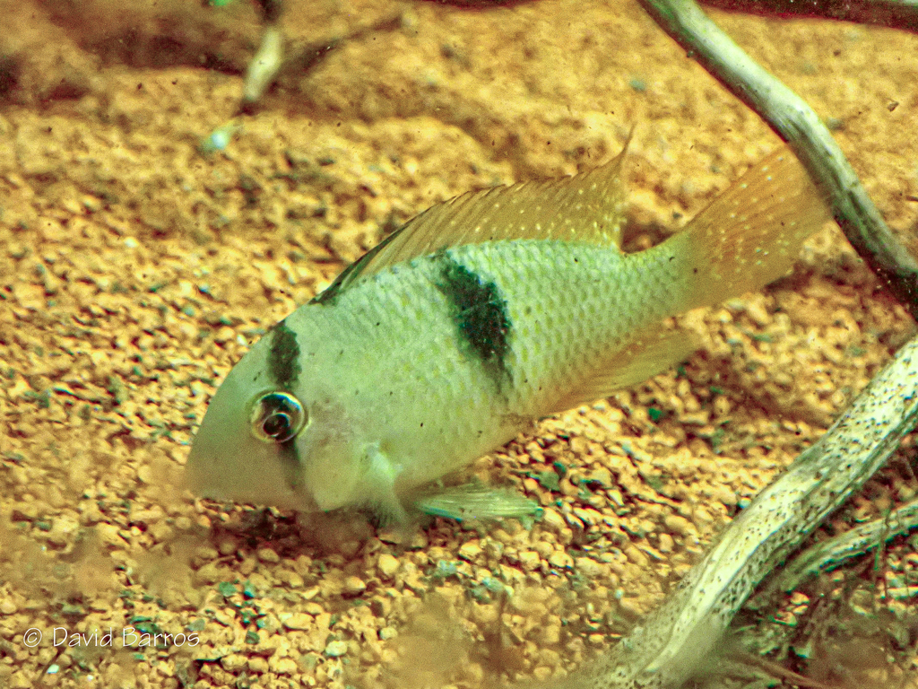 Guianacara stergiosi