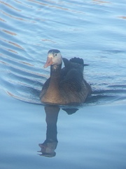 Anser anser × Branta canadensis