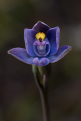 Malvina's Sun Orchid (Thelymitra malvina)