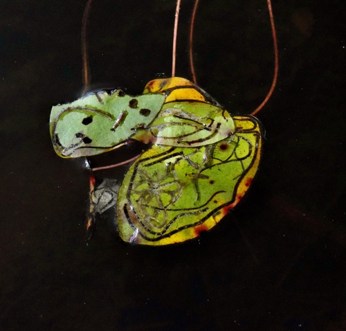 Polypedilum braseniae photo 4