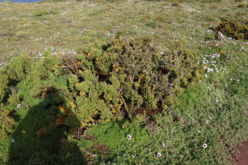 Image of Septulina glauca by (c) Tony Rebelo, some rights reserved (CC BY-SA)