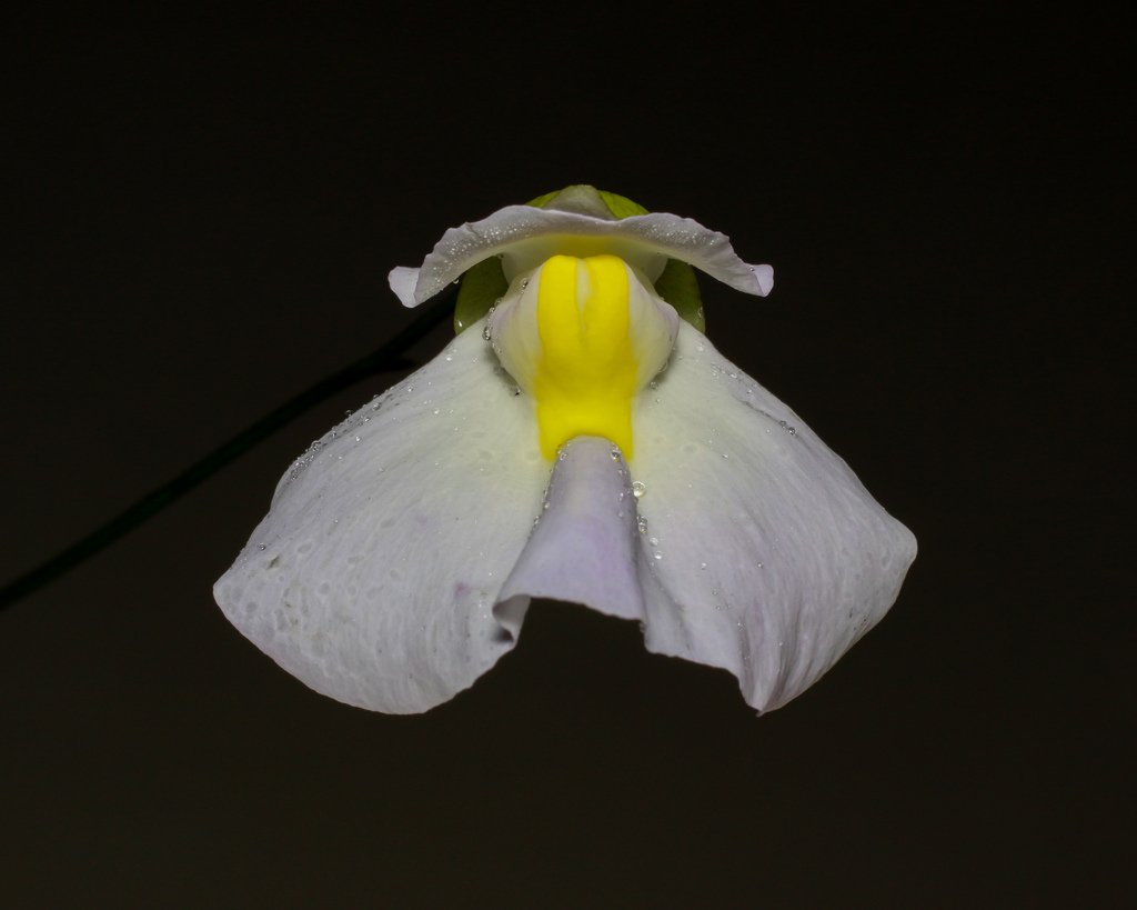 Utricularia alpina