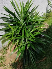 Asparagaceae