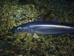 Blue Whiting photo 4