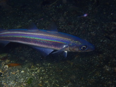 Blue Whiting photo 3