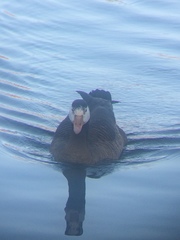 Anser anser × Branta canadensis