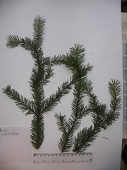 Picea omorika