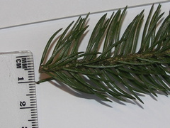 Picea omorika