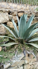 Agave