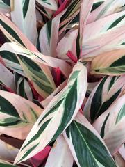 Tradescantia spathacea