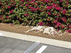 Elgaria multicarinata webbii