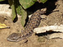 Elgaria multicarinata webbii