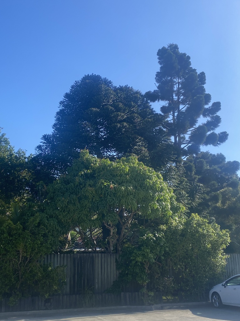 Bunya Pine from Station St, Pomona, QLD, AU on September 12, 2023 at 08 ...