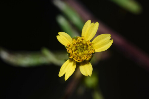 Bidens subalternans DC.