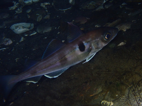 Haddock (Melanogrammus aeglefinus) — Gadidae
