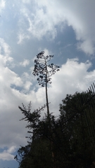 Agave